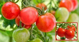 tomato