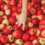 apples