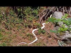 वायरल वीडियो: हिमाचल के चम्बा में दिखा दुर्लभ सांप raere snake viral video himachal pradesh