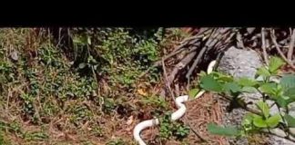 raere snake viral video himachal pradesh