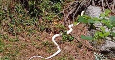 raere snake viral video himachal pradesh