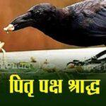 जानें पितृ पक्ष श्राद्ध में कौवों को क्यों खिलाया जाता है खाना Pitru Paksha Shraddha