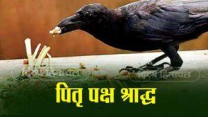 जानें पितृ पक्ष श्राद्ध में कौवों को क्यों खिलाया जाता है खाना Pitru Paksha Shraddha