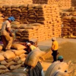हिमाचल प्रदेश में धान खरीद के लिए कल से खुलेंगे केंद्र himachal-paddy-procurement-centers