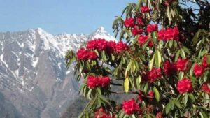 हिमालयी क्षेत्र के जंगलों में औषधीय पौधों का संरक्षण जरूरी burans