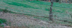 बारिश न होने से किसानों- बागबानों की बढ़ी चिंता wheat-dry-lack-of-rain