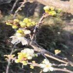 Plum Tree Farming