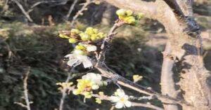 Plum Tree Farming