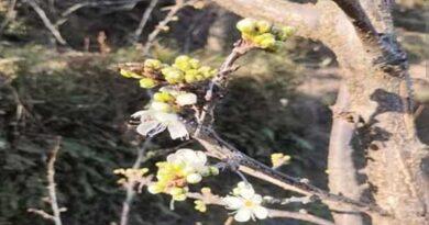 Plum Tree Farming
