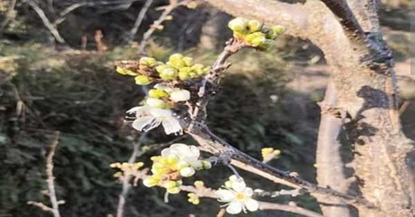 Plum Tree Farming
