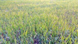 कमरूनाग के गूर की गद्दी खतरे में !! wheat crop in danger