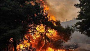 ban