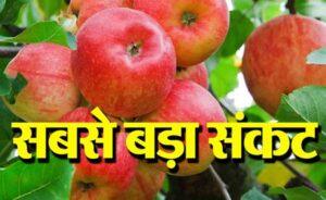 सेब का सीजन शुरू होते ही तीन बीमारियों का अटैक Apple Season Diseases Attack