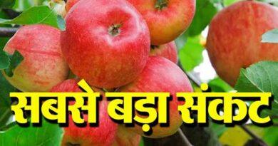 Apple Season Diseases Attack
