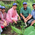 plantation-at-tikroo