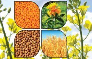 rabi-crop-seeds
