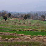 हिमाचल प्रदेश में बारिश और बर्फ़बारी से किसान व बागवान खुश wheat-crop-at-jaghaira-village