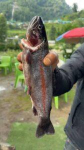 barot-trout-fish-farming