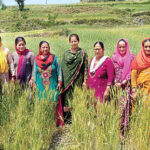 natural-crops