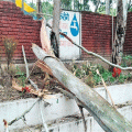 tree-damage-vehicles