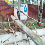 tree-damage-vehicles