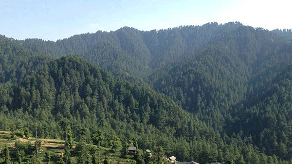 हिमाचल प्रदेश के जंगलों में छिपा है सेहत का खजाना