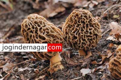 हिमाचल प्रदेश के जंगलों में छिपा है सेहत का खजाना