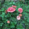 mashroom