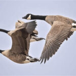 birds