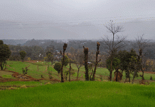 जोगिन्दरनगर क्षेत्र में हो रही बारिश व बर्फ़बारी से गेहूं की फसल को मिली संजीवनी