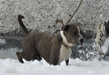 अद्भुत !! अपने मालिक के शव के पास 4 दिन तक पहरा देता रहा यह वफ़ादार