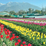मंगलवार से दर्शकों के लिए खुल रहा ट्यूलिप गार्डन tyulip-garden-palampur