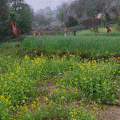 rain-1