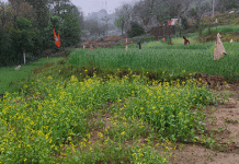 जोगिन्दरनगर क्षेत्र में बारिश होने से खुश हुए किसान व बागवान