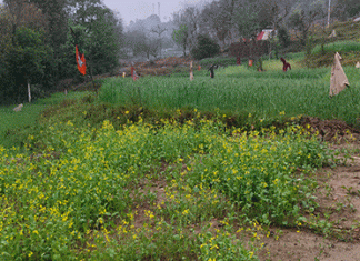 जोगिन्दरनगर क्षेत्र में बारिश होने से खुश हुए किसान व बागवान