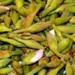 lasiyade-medicinal-vegetable