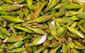 lasiyade-medicinal-vegetable