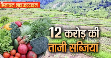 Himachal Farmers Fresh Vegetables Supply Other States