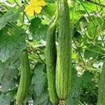 पोषक तत्वों से भरपूर होती है बरसात में मिलने वाली तोरई की सब्जी mansoon-vegetable
