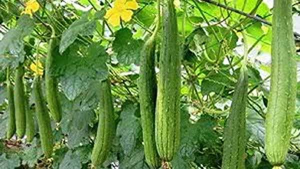 पोषक तत्वों से भरपूर होती है बरसात में मिलने वाली तोरई की सब्जी