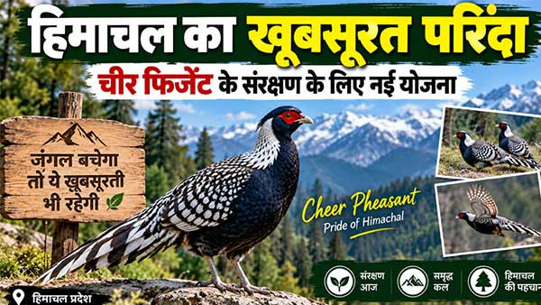 संकट में हिमाचल का खूबसूरत परिंदा