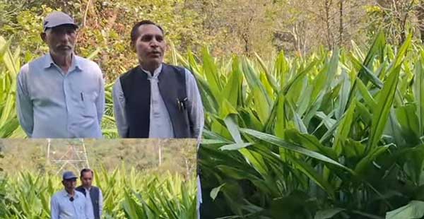 काली हल्दी की पैदावार करके किसान कमा सकते हैं भारी मुनाफा